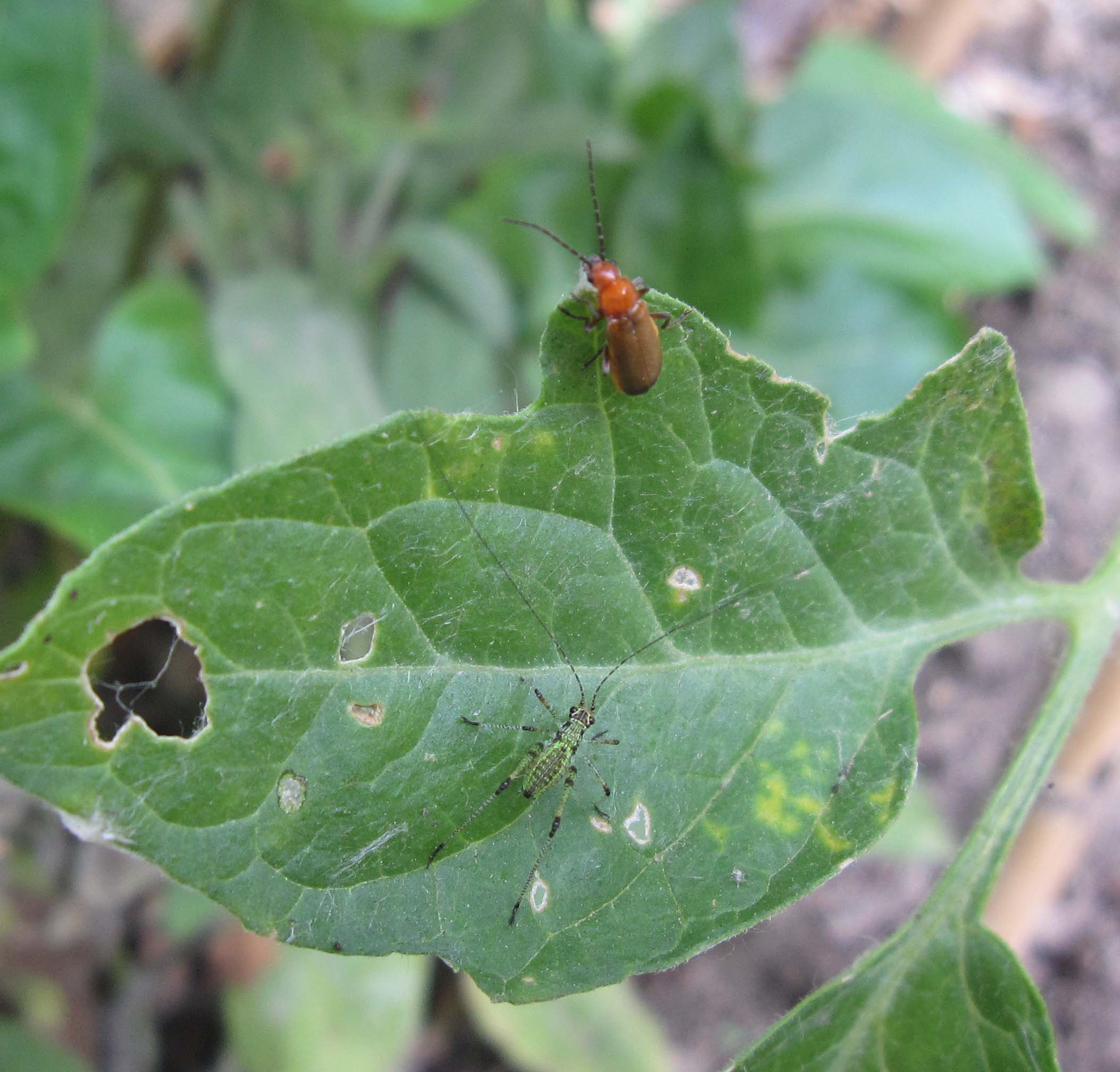 Rhagonicha fulva e ninfa di Phaneropteridae