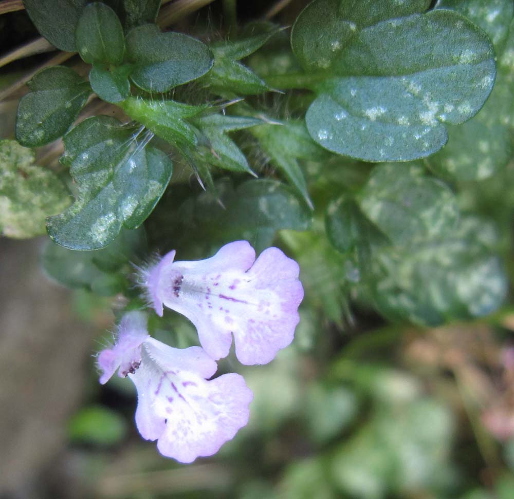 Stachys corsica / Stachide corsica