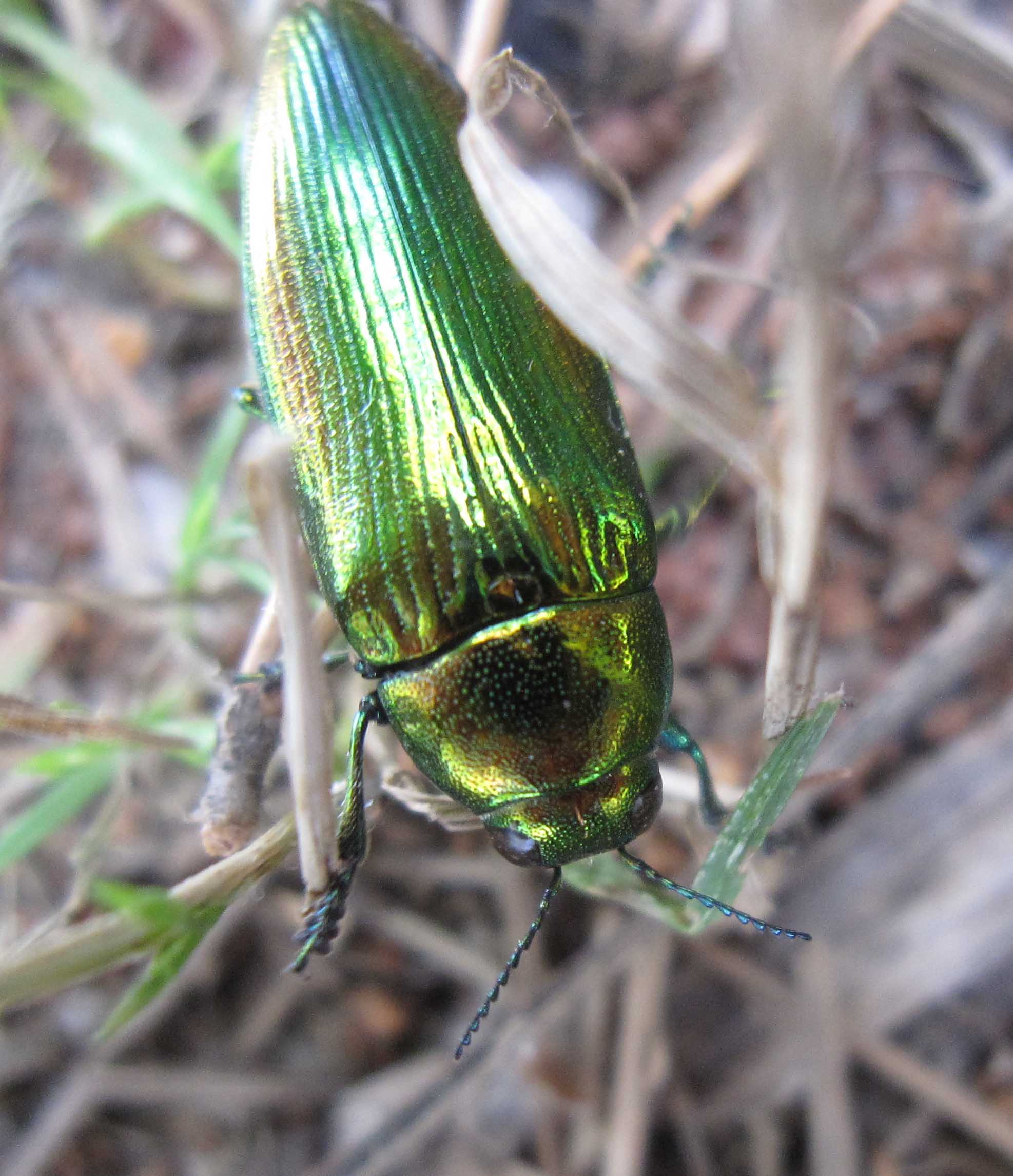 che buprestide? Eurythyrea micans