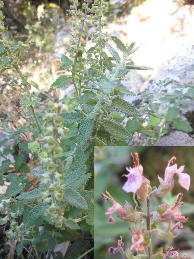 fiore a luglio - Teucrium massiliense