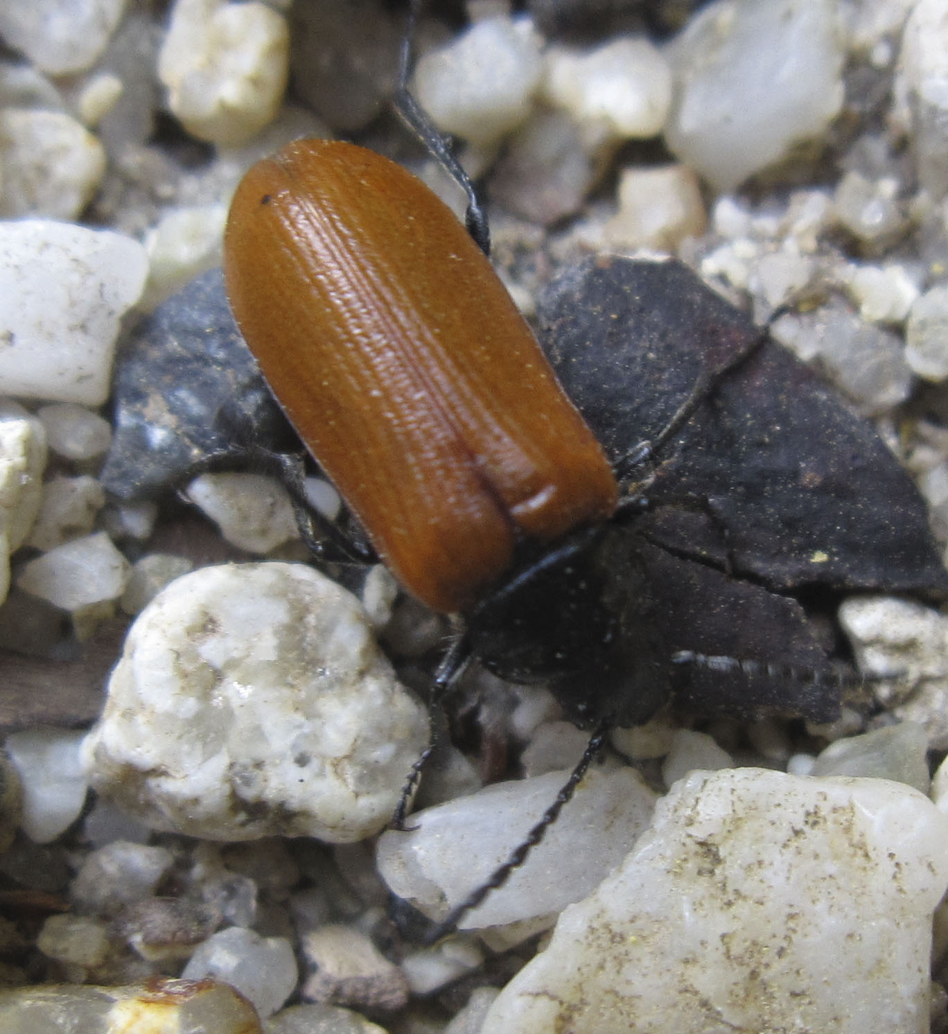 Omophlus cfr lepturoides (Tenebrionidae)