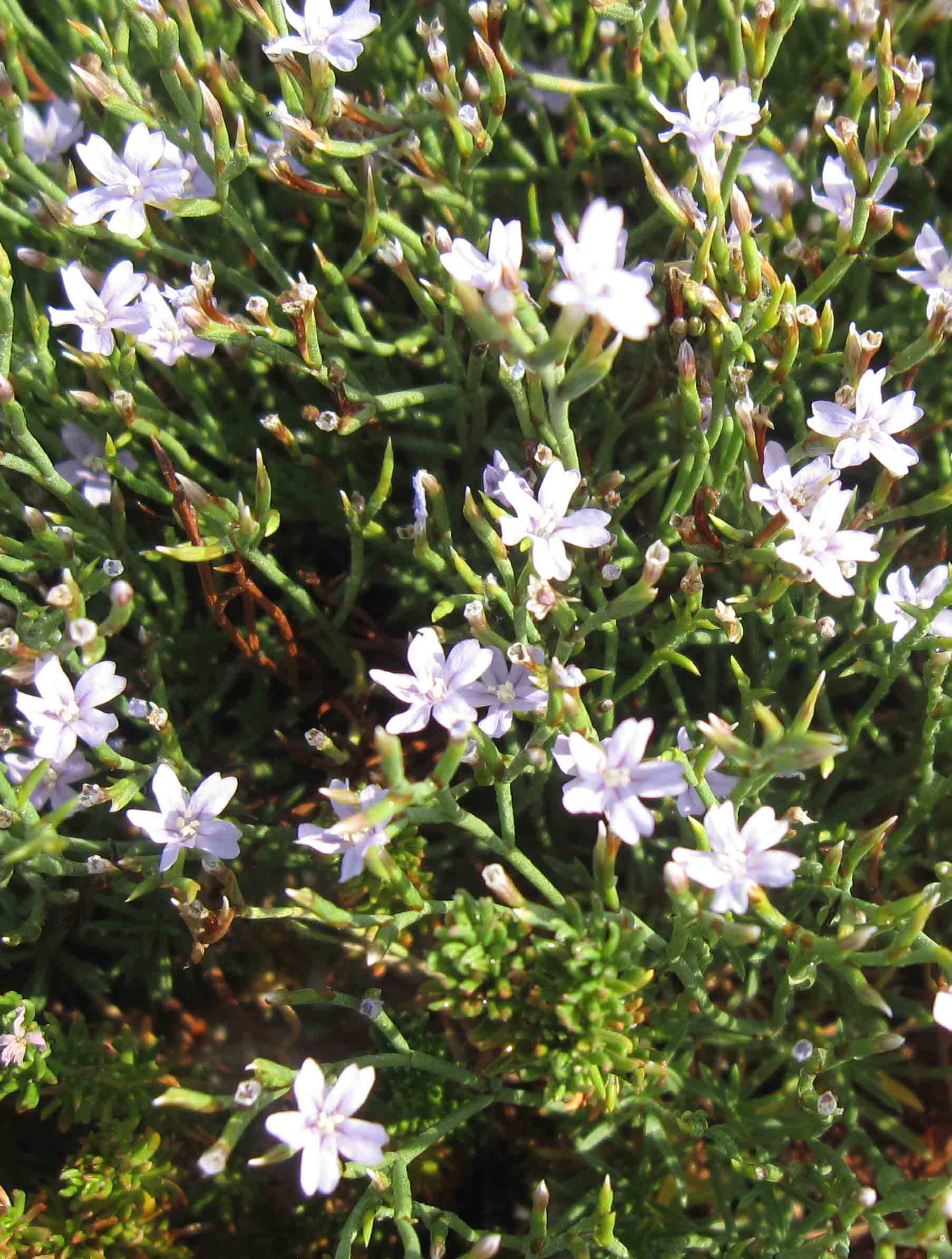 Limonium sp.