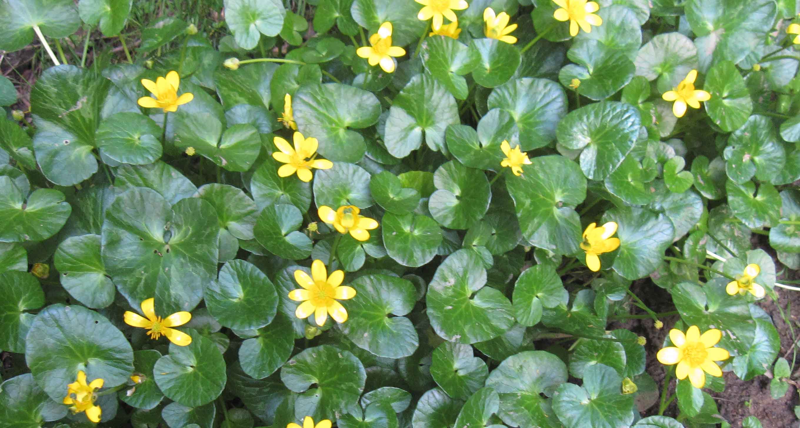 Ranunculus ficaria