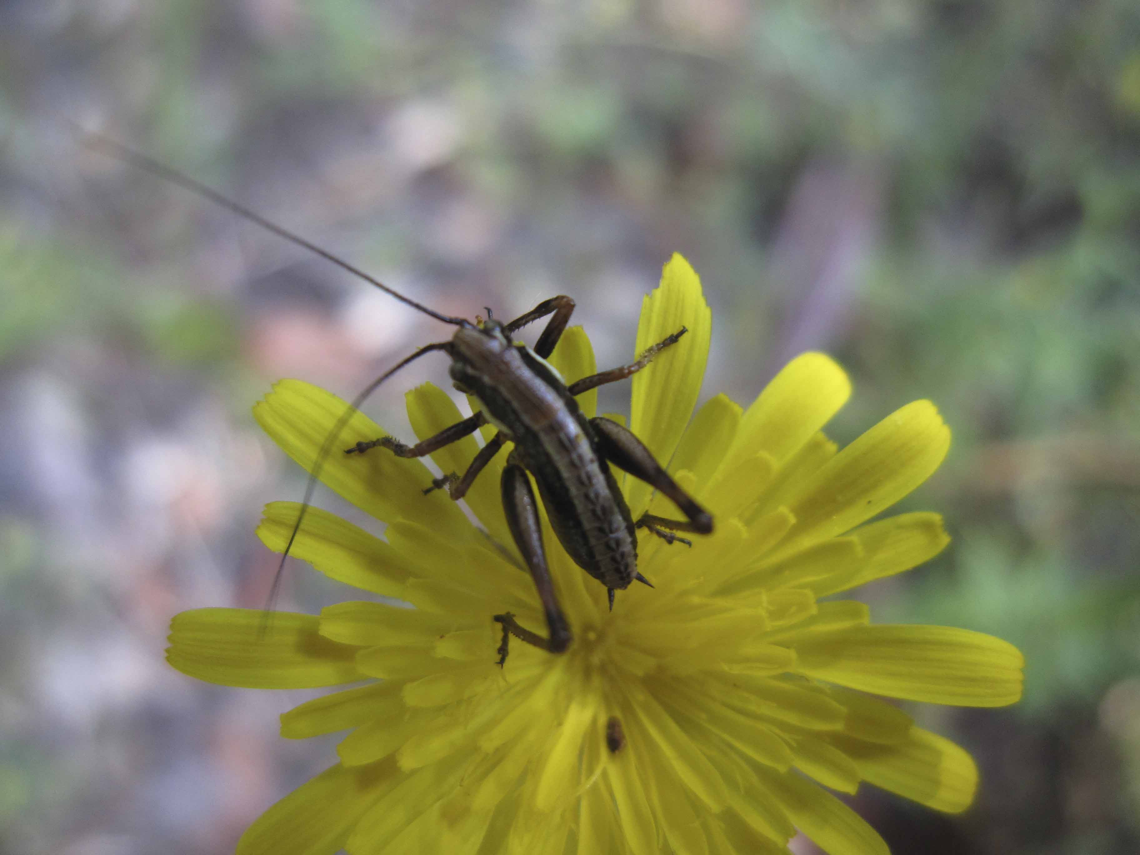 Probabile neanide di Eupholidoptera sp. (Tettigoniidae)