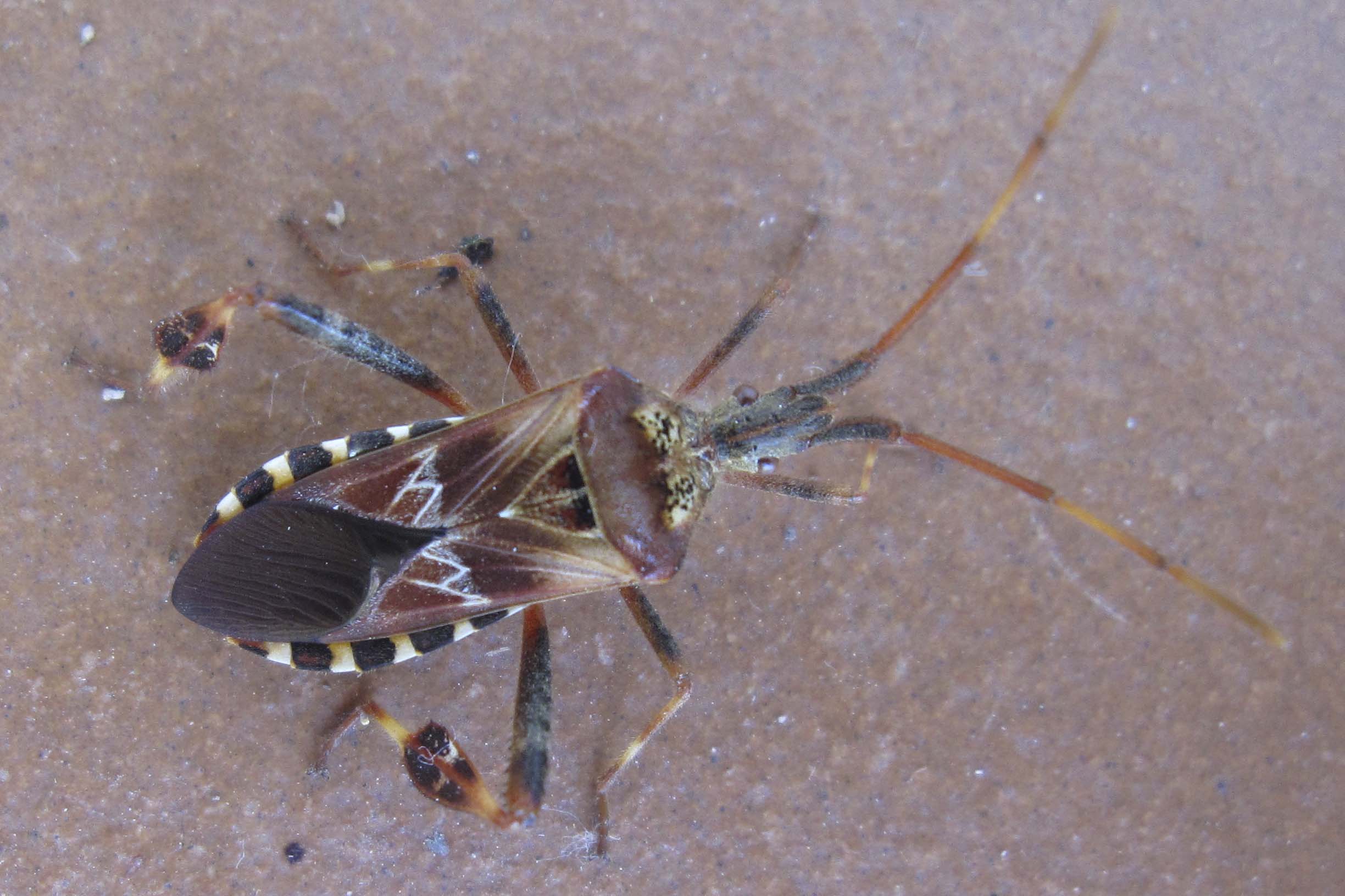 Coreidae: Leptoglossus occidentalis della Sardegna