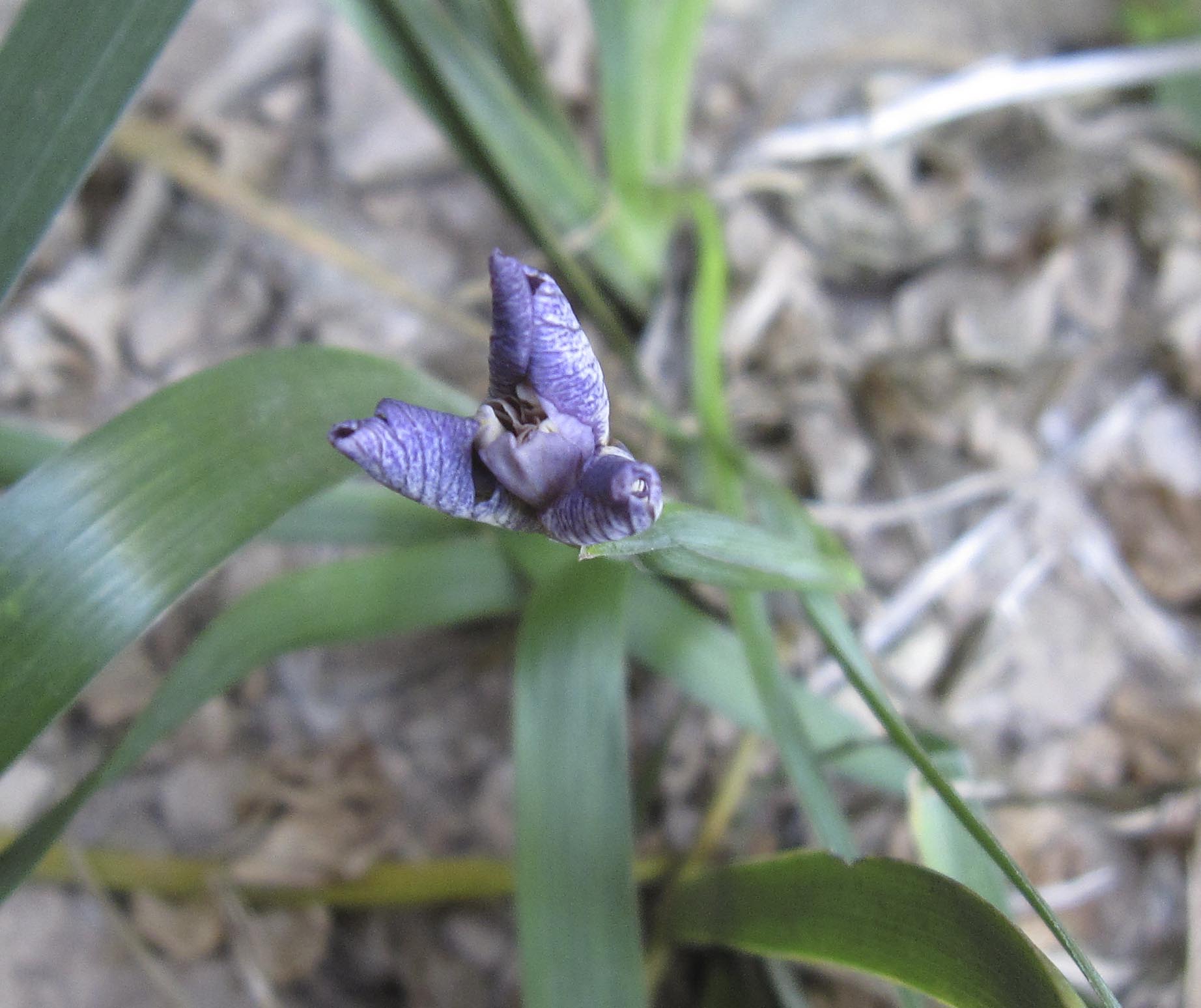 Isola di Tavolara: Chamaeiris foetidissima (=Iris foetidissima)