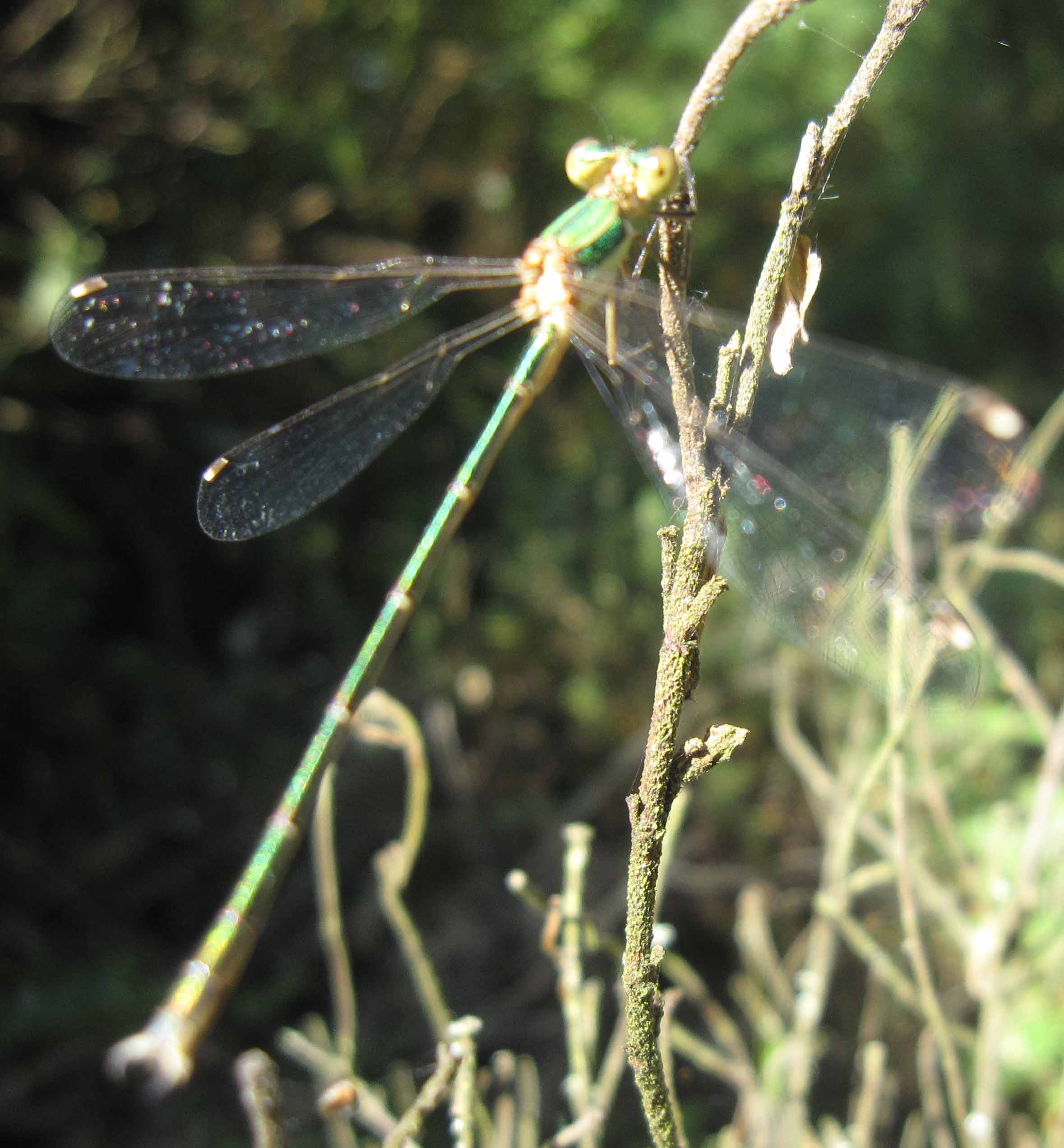 damigella sarda - Lestes barbarus