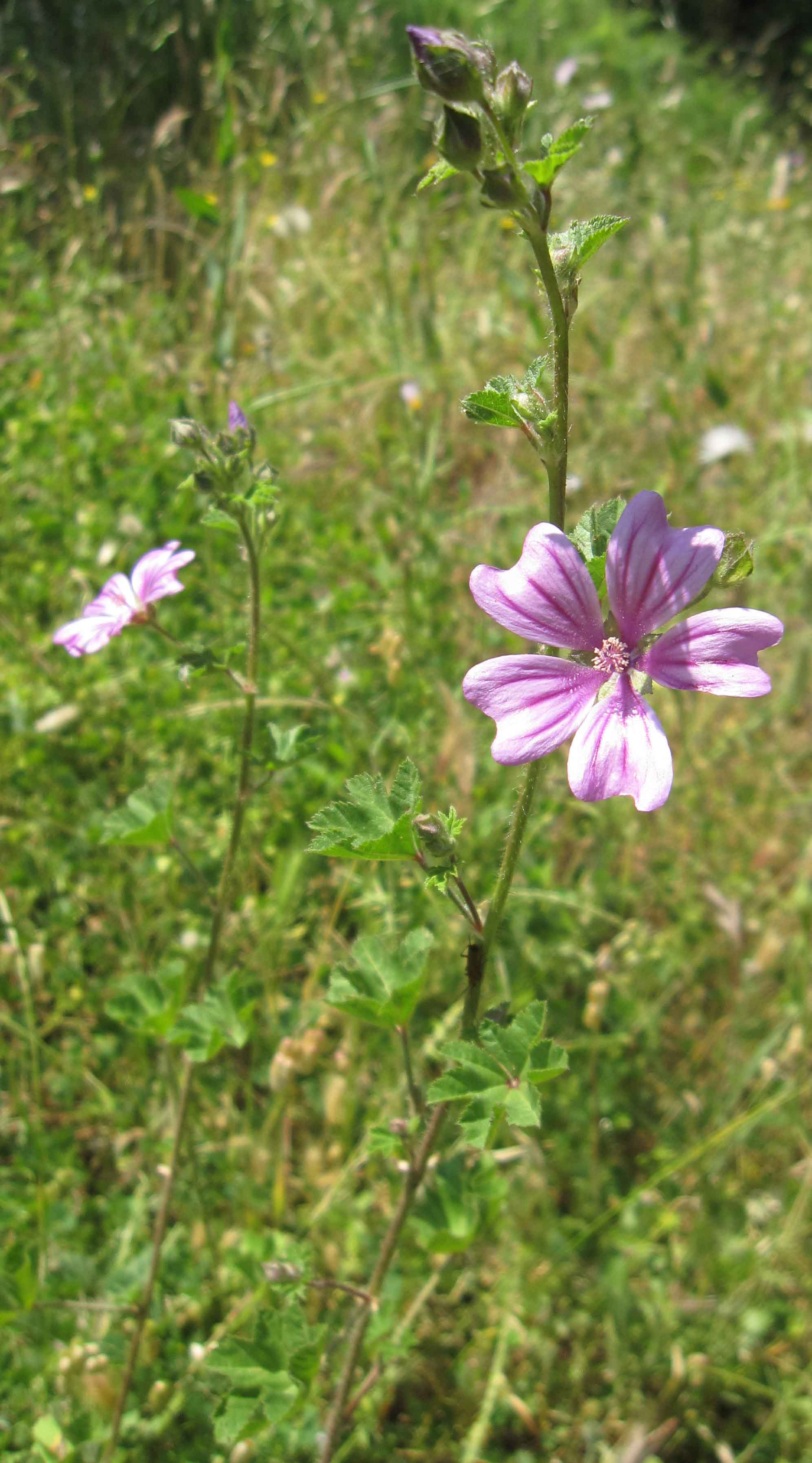 Malva sylvestris / Malva selvatica