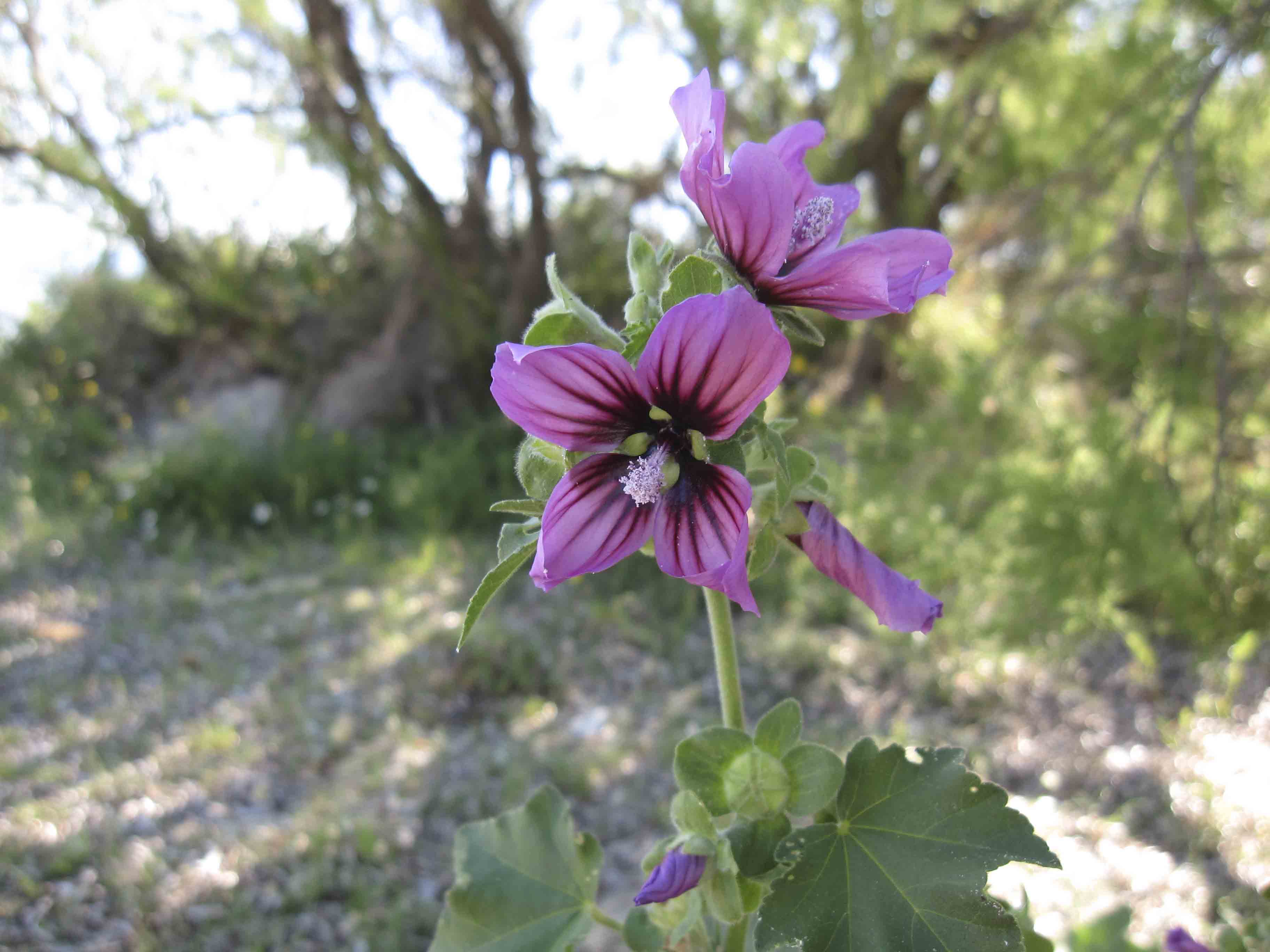 Malva silvestris?