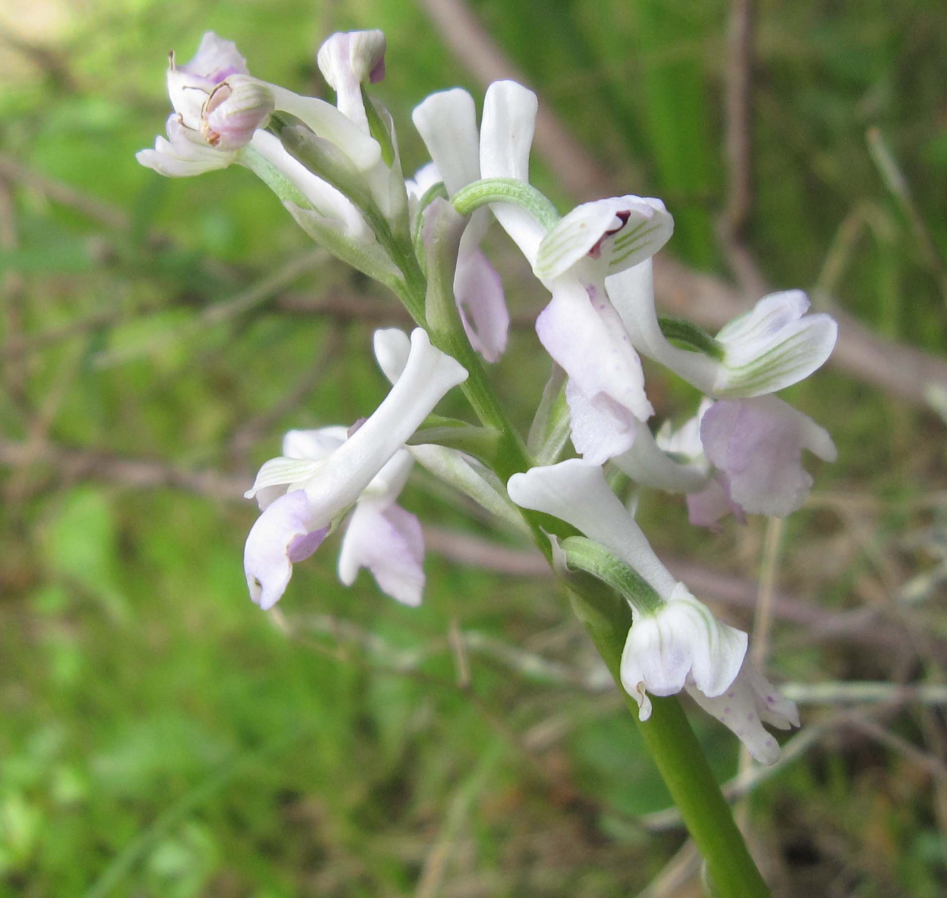 Anacamptis