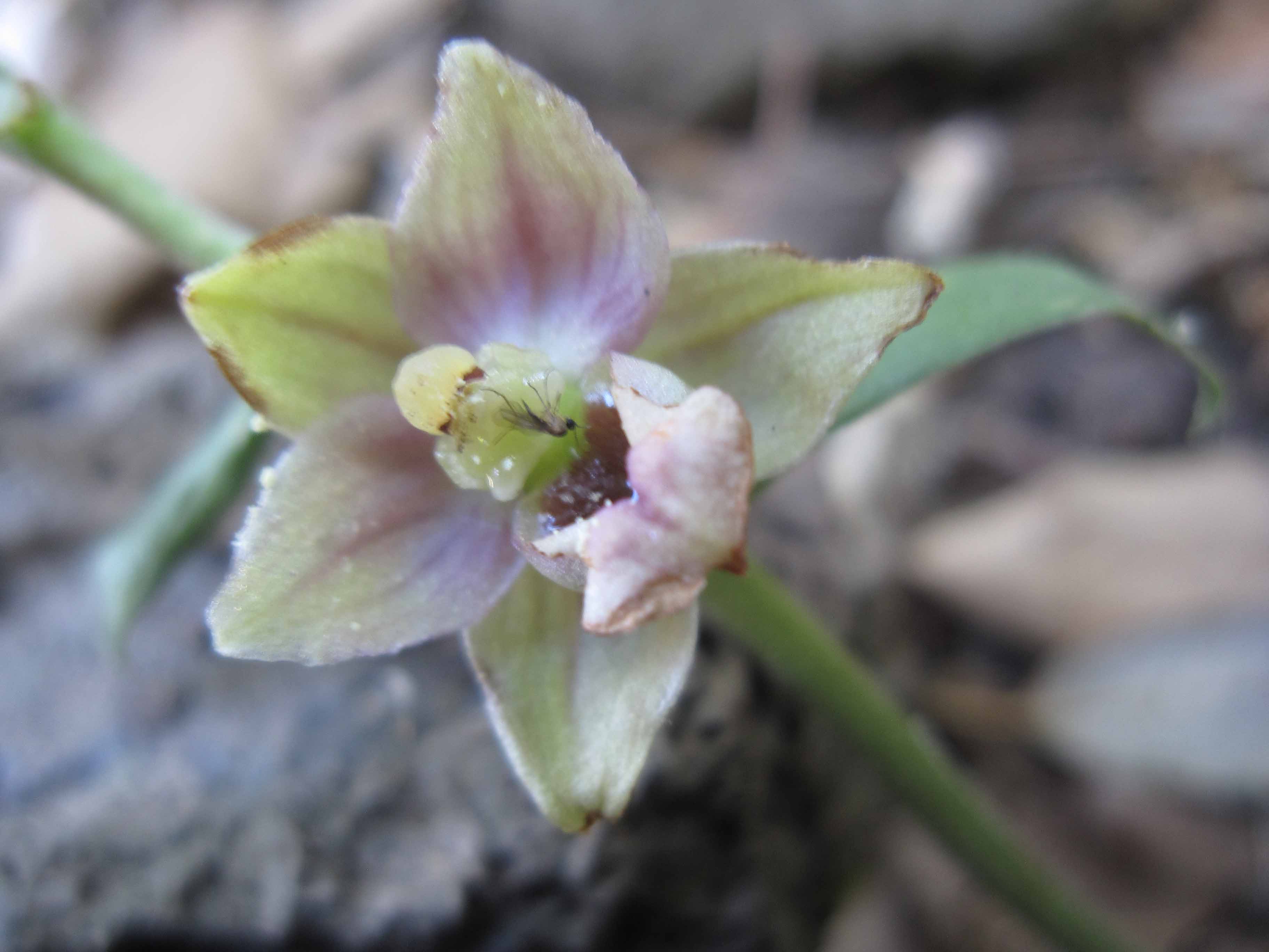 altra orchis