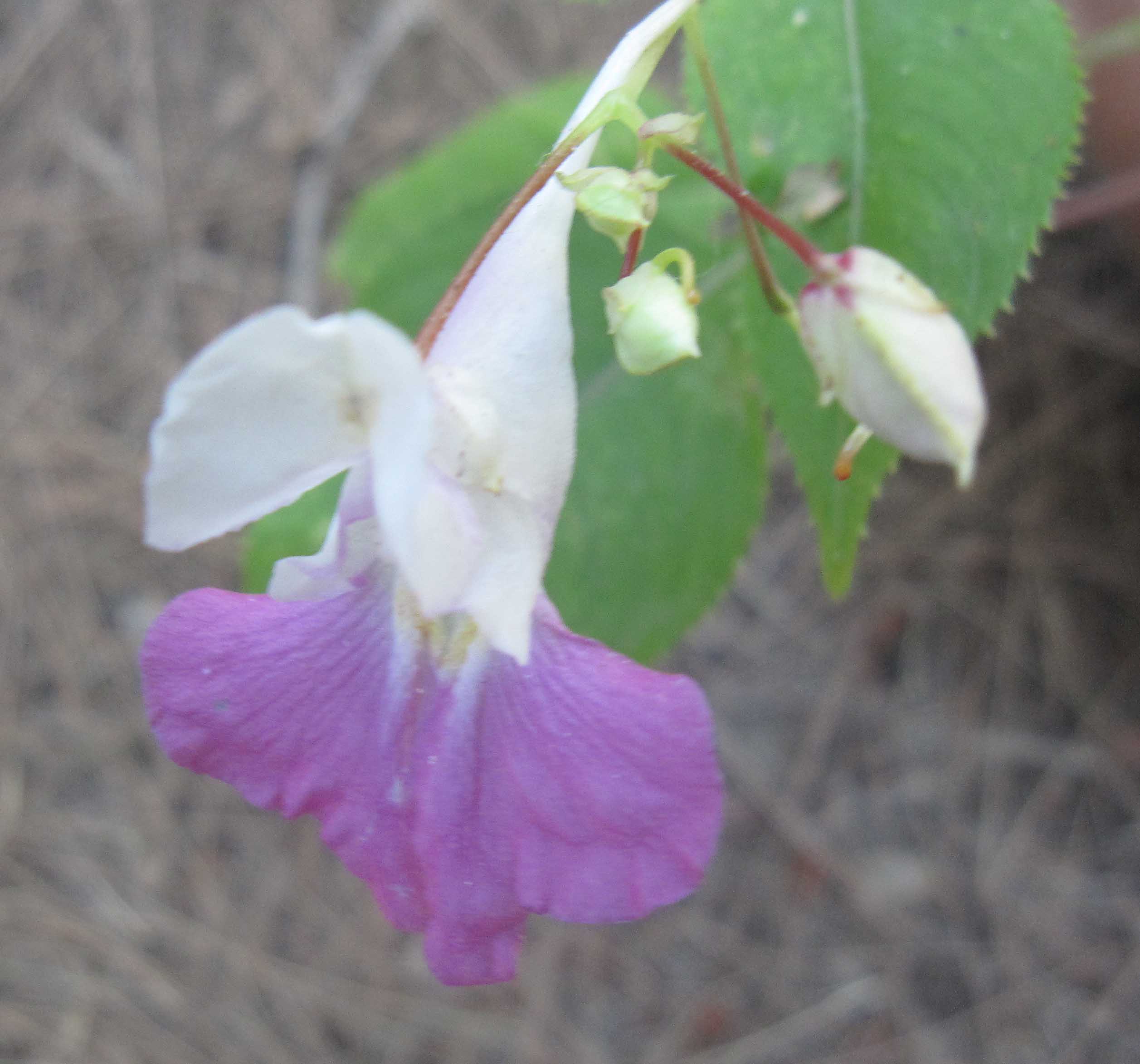 Impatiens balfourii