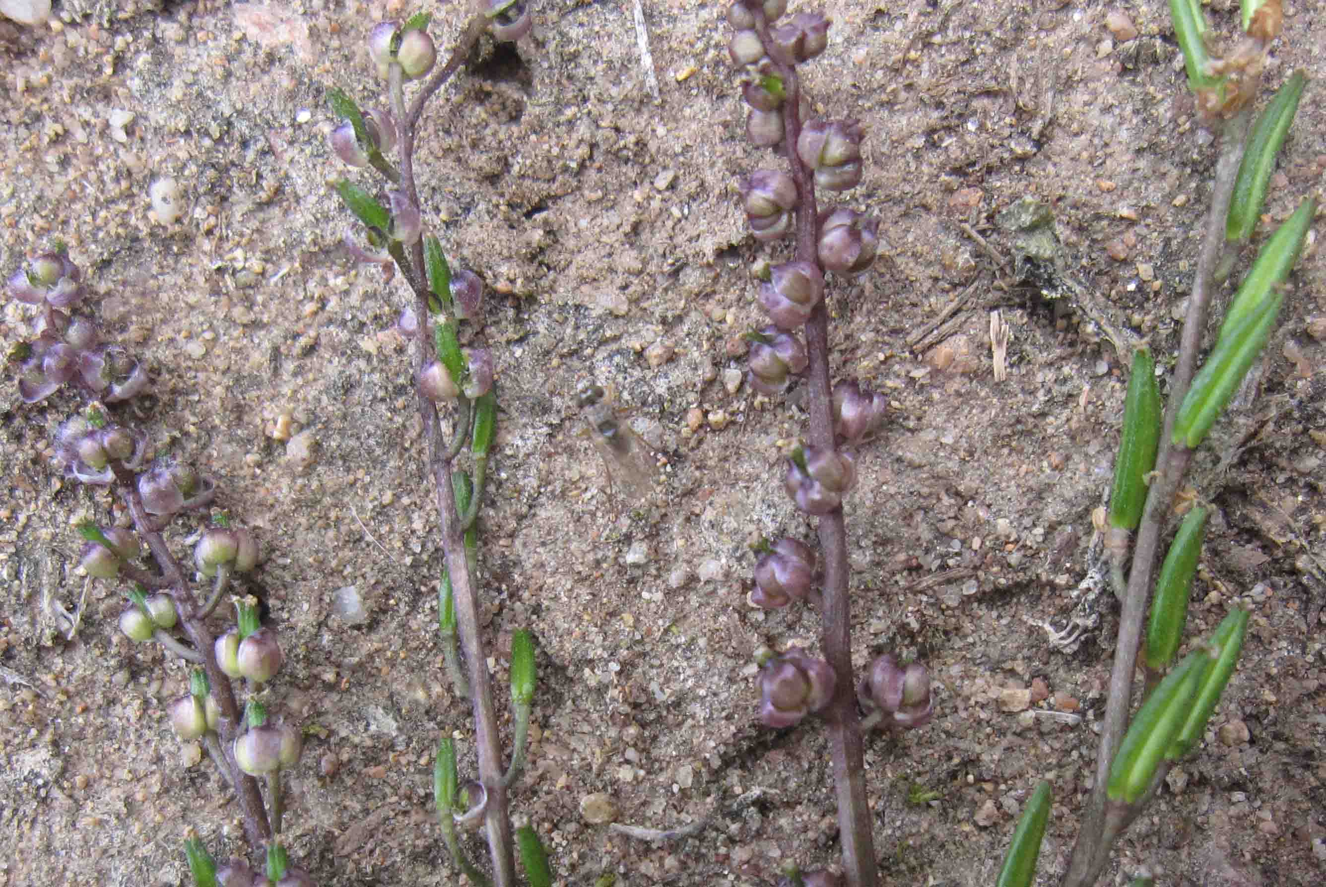 Triglochin laxiflorum / Giucastrello meridionale