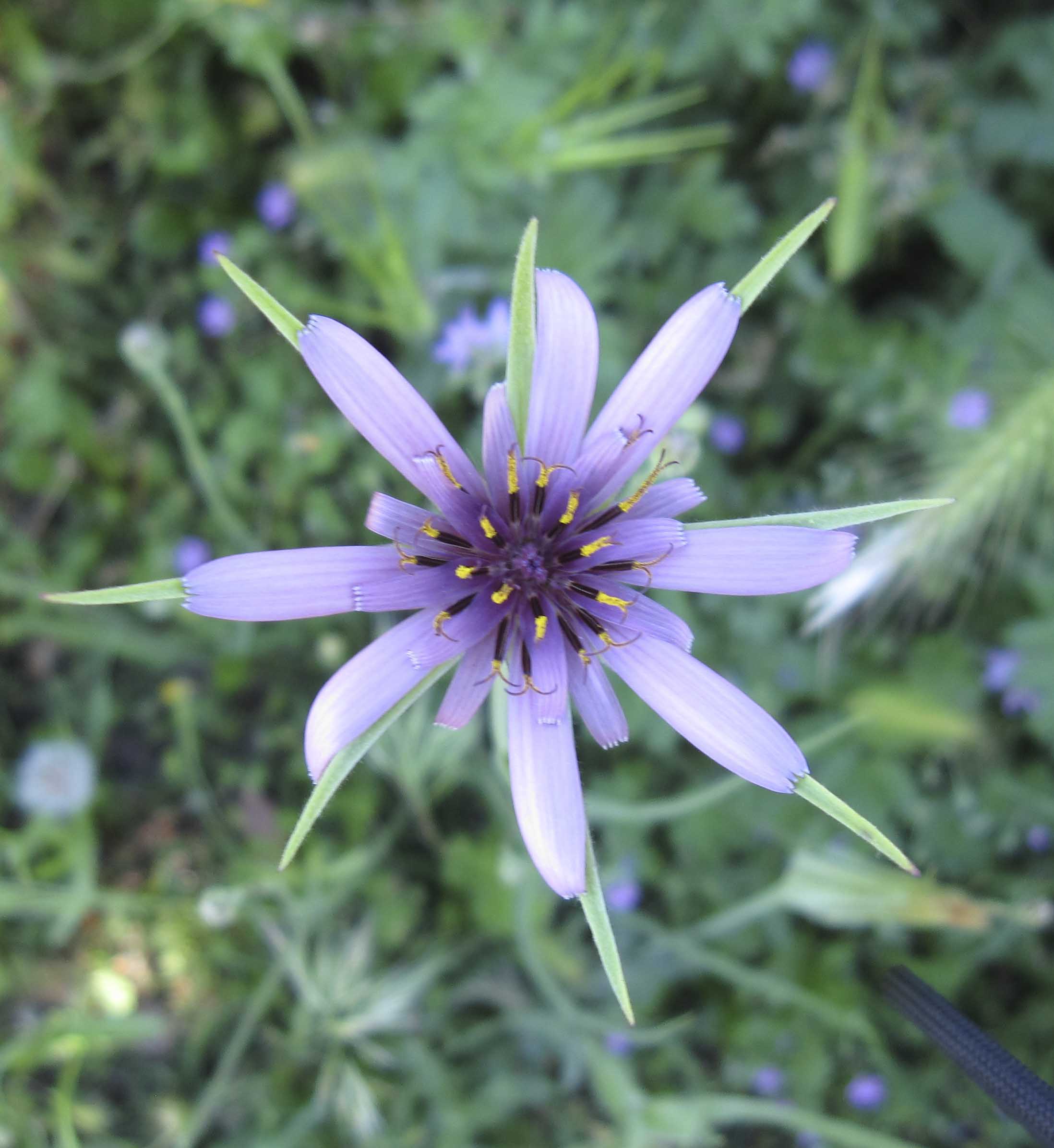 Geropogon hybridus (=Geropogon glaber) / Barba di becco annua