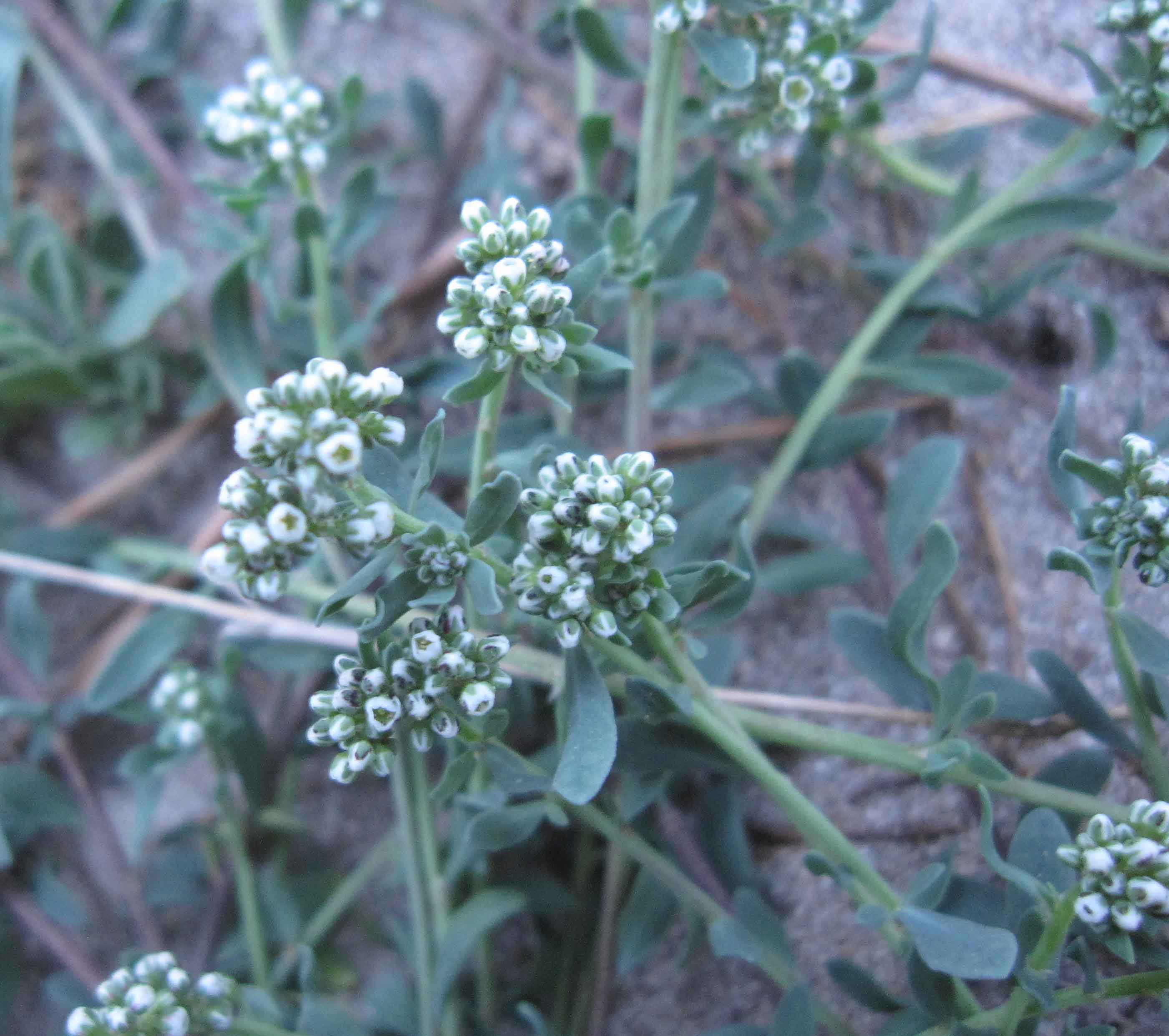 in pineta sarda - Corrigiola telephiifolia