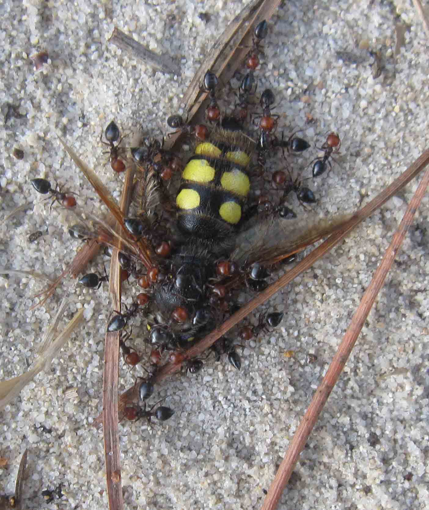 Colpa sexmaculata e formiche