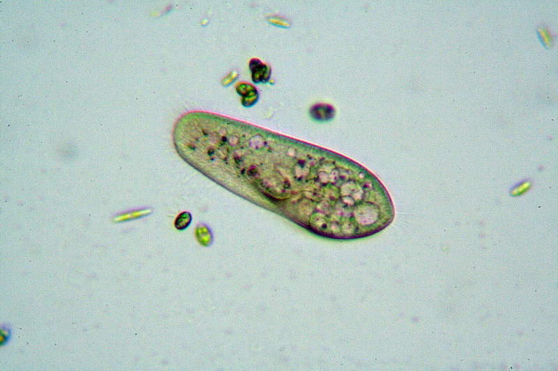 Paramecium sp.