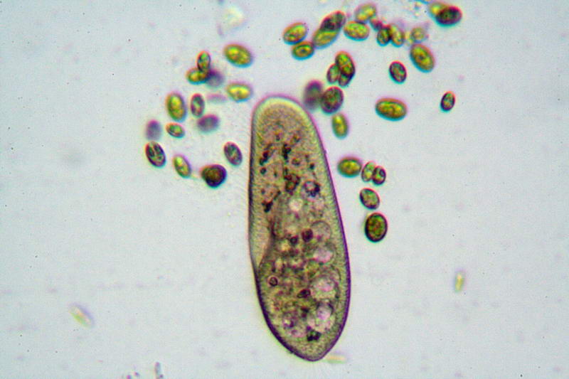 Paramecium sp.