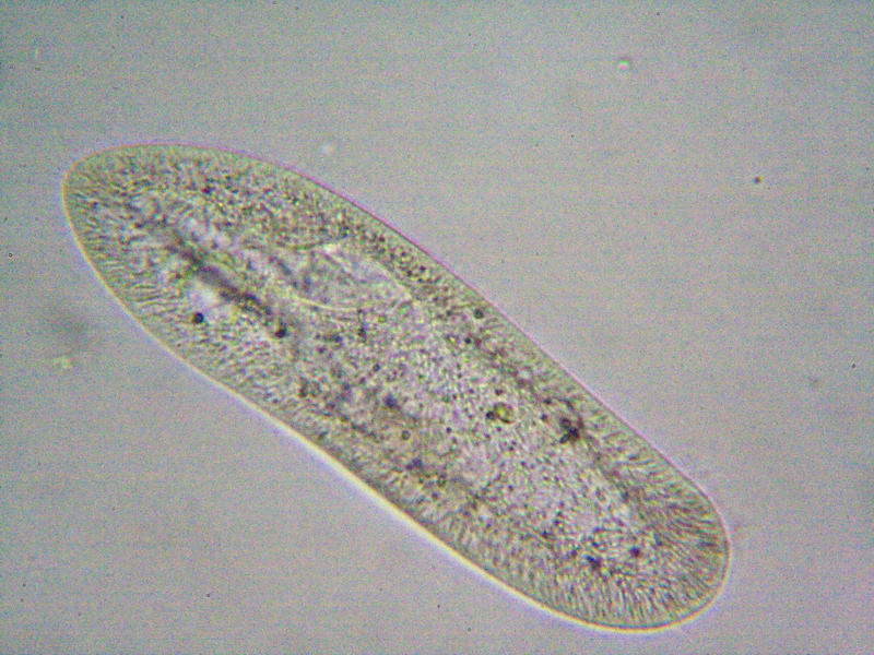 Paramecium sp. (400x - 200x)