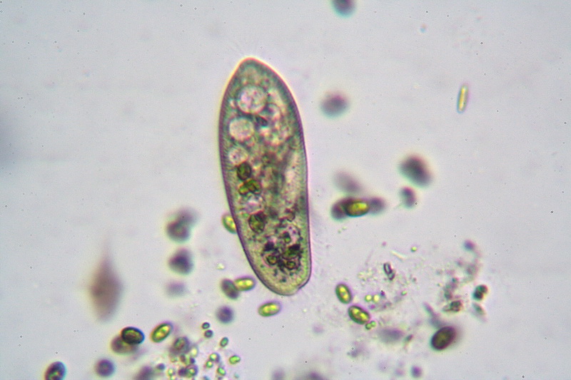 Paramecium sp.