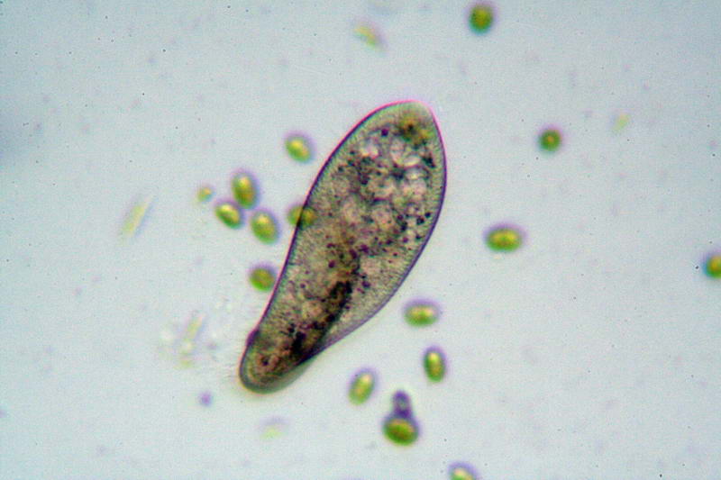 Paramecium sp.