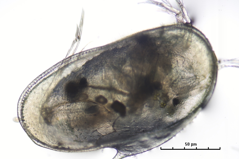 sempre ostracode