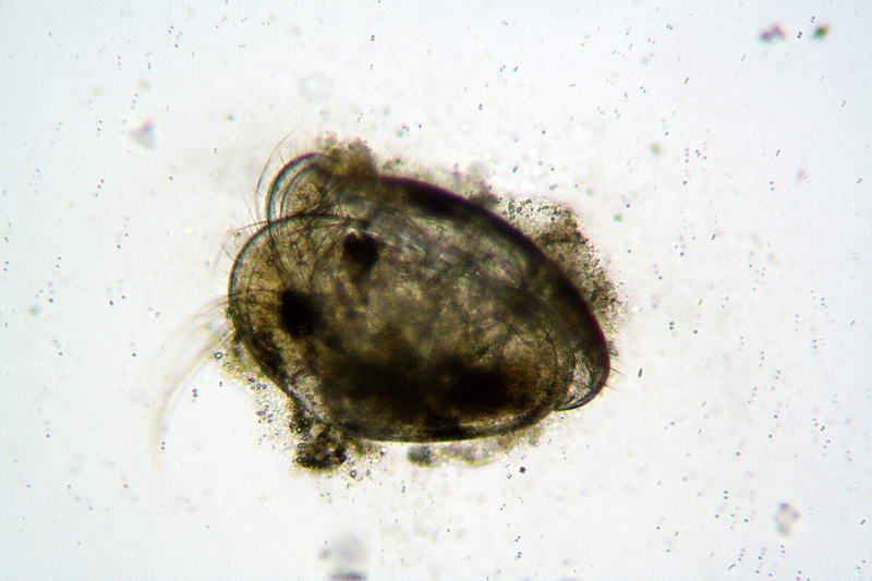 piccolo ostracode