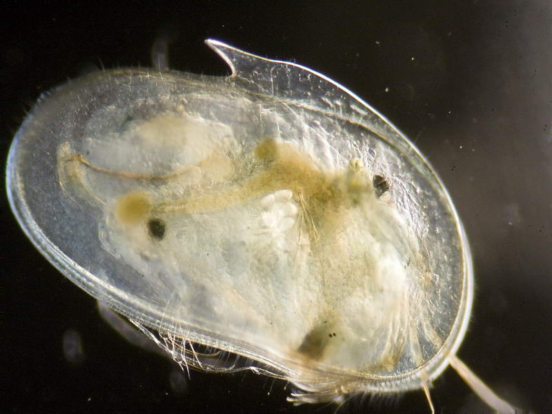 sempre ostracode