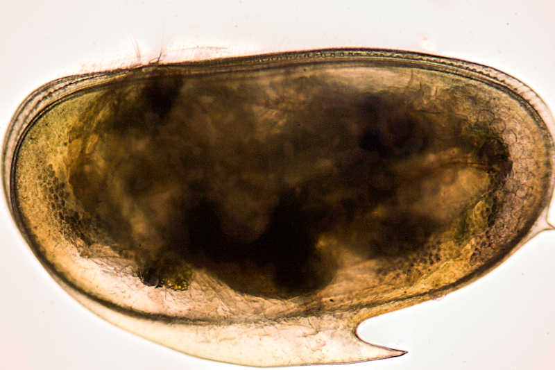 sempre ostracode