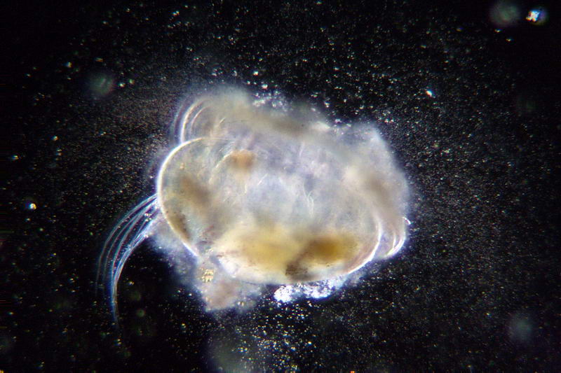 piccolo ostracode