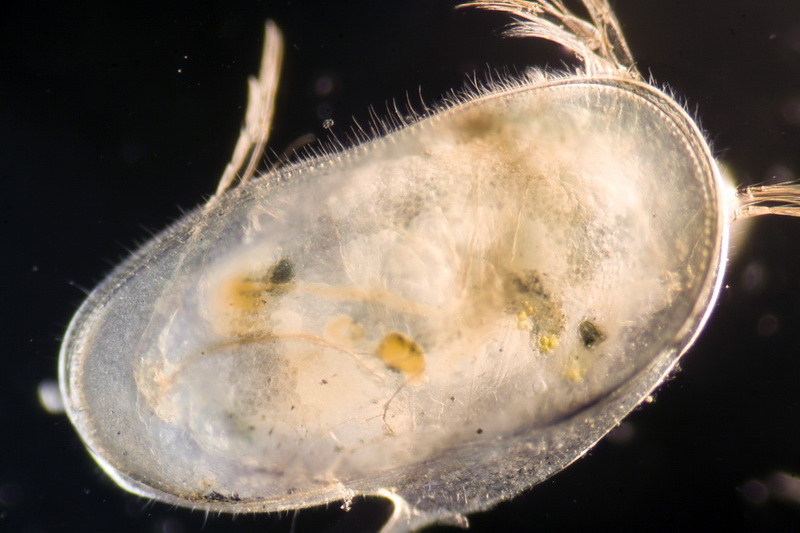 sempre ostracode