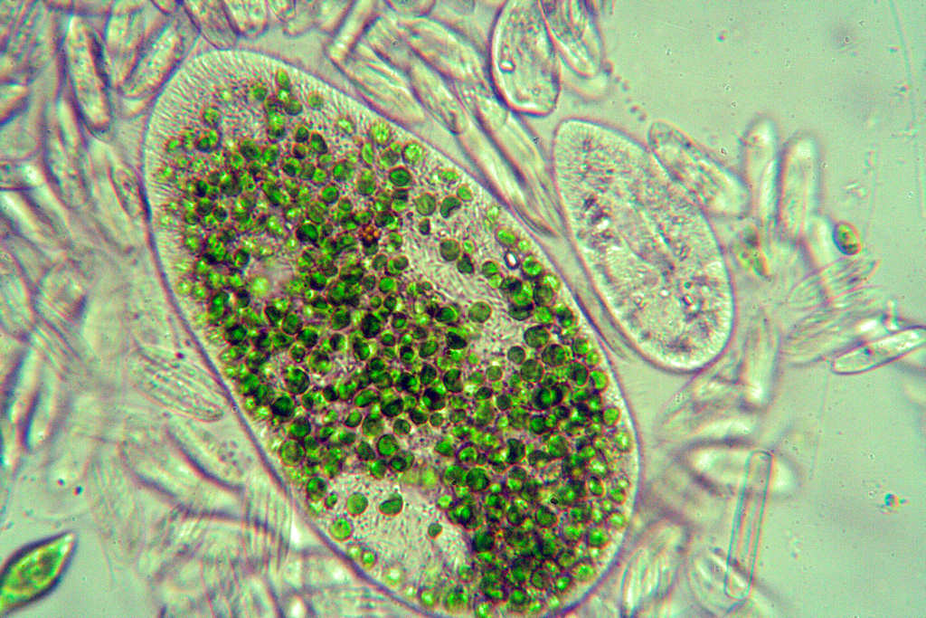 Paramecium bursaria?