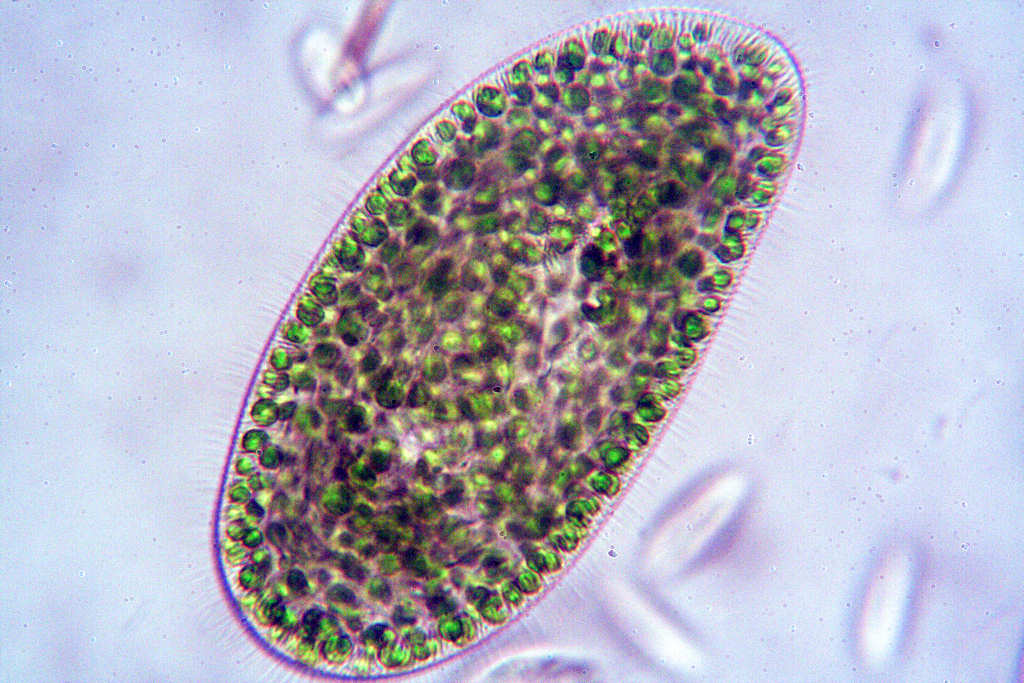 Paramecium bursaria?