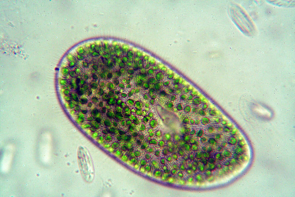 Paramecium bursaria?