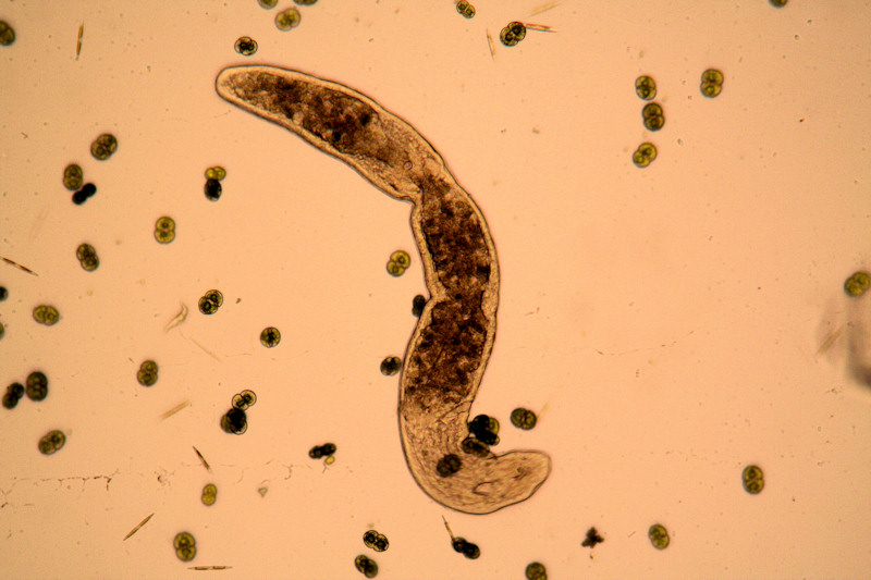 Stenostomum