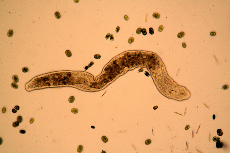 Stenostomum