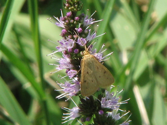 falena beige con pochi puntini neri