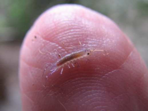 scutigera coleoptrata juv.