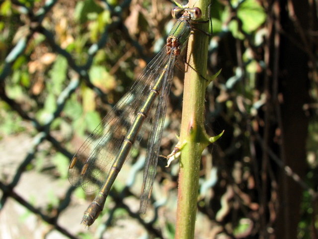 Chalcolestes...viridis (?)