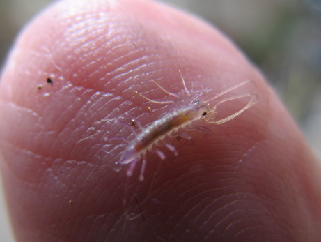 scutigera coleoptrata juv.