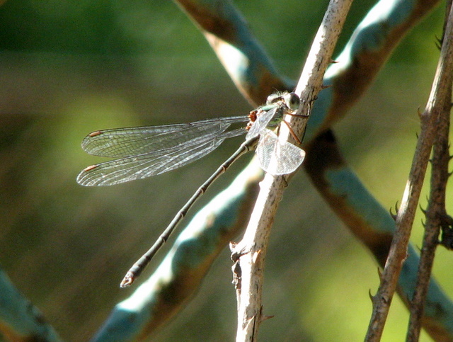 Chalcolestes...viridis (?)