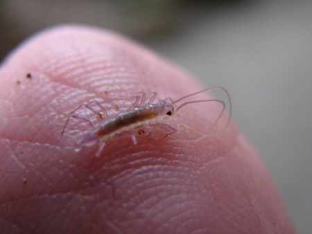 scutigera coleoptrata juv.