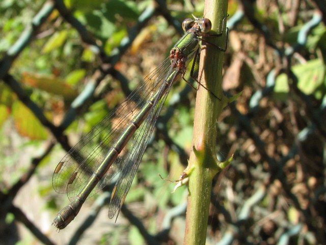 Chalcolestes...viridis (?)