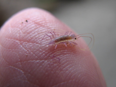 scutigera coleoptrata juv.