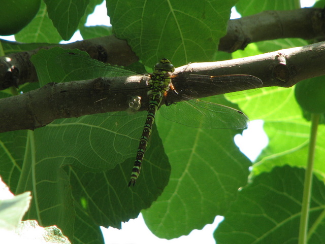 Aeshna cyanea? - S, femmina