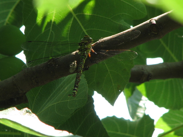 Aeshna cyanea? - S, femmina