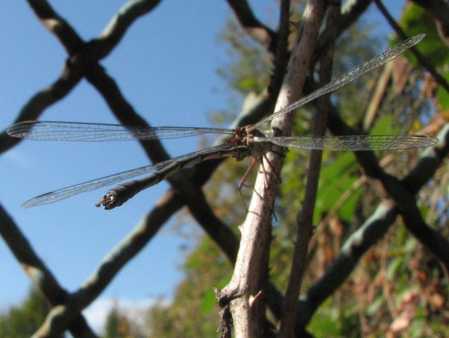 Chalcolestes...viridis (?)