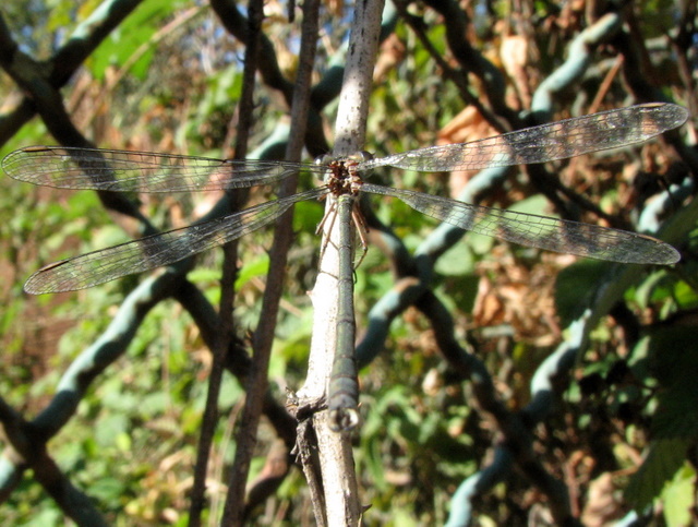 Chalcolestes...viridis (?)