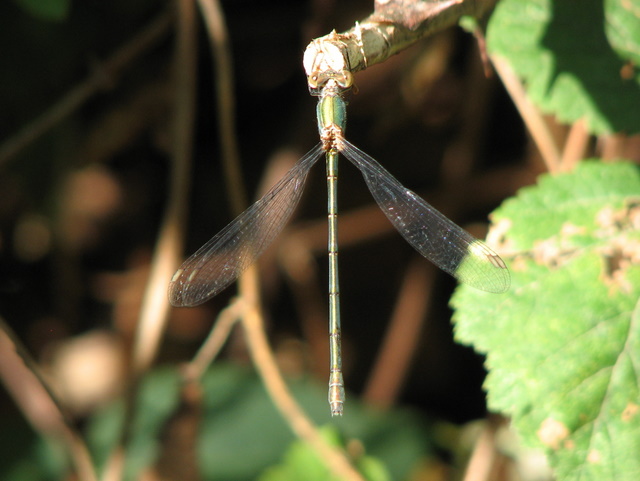 Lestidae? S, Chalcolestes viridis