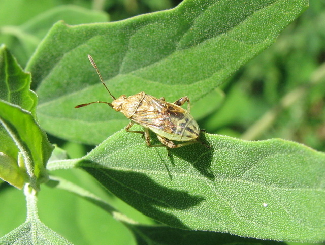 Rhopalidae: Stictopleurus sp. della Lombardia (BG)